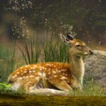 biche douceur mon parcours Céline Bernard